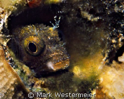 Just Peeking - Image taken in Bonaire with a Nikon F4s, A... by Mark Westermeier 